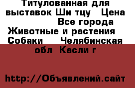 Титулованная для выставок Ши-тцу › Цена ­ 100 000 - Все города Животные и растения » Собаки   . Челябинская обл.,Касли г.